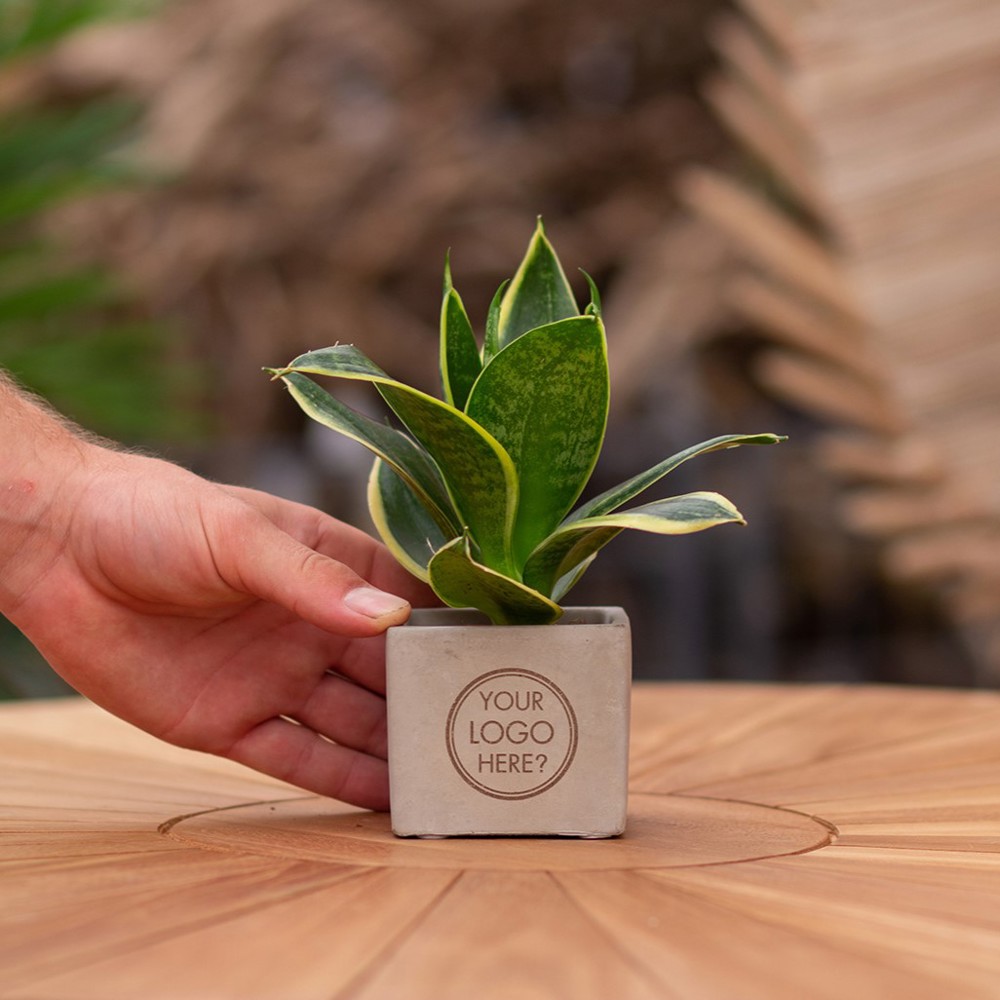 Congreet® plantpots small, In giftbox