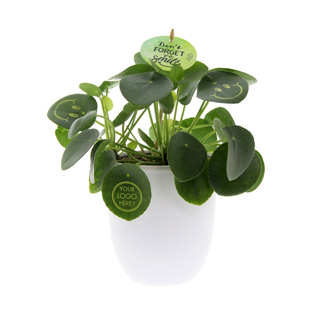 Smylieplant® - Happy in keramieke pot (large), In beschermende plantensleeve