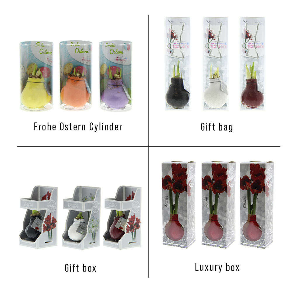 No Water Flowers® - Printz Frohe Ostern mix, In giftbox
