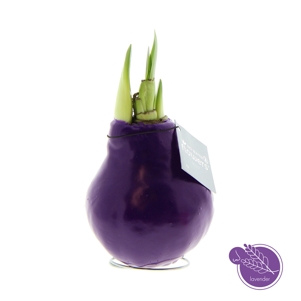 No Water Flowers® - Parfumz - Lavendel (paars)