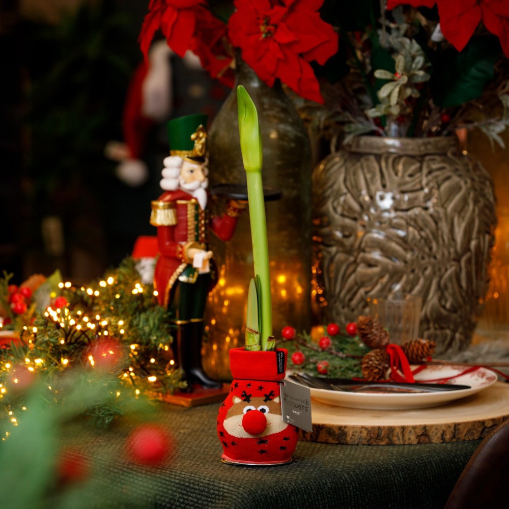 No Water Flowers® - Fashionz Xmas Fun mix, In cilinder