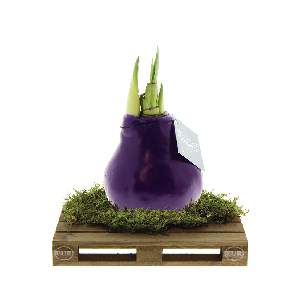 No Water Flowers® - Waxz® on pallet - Paars