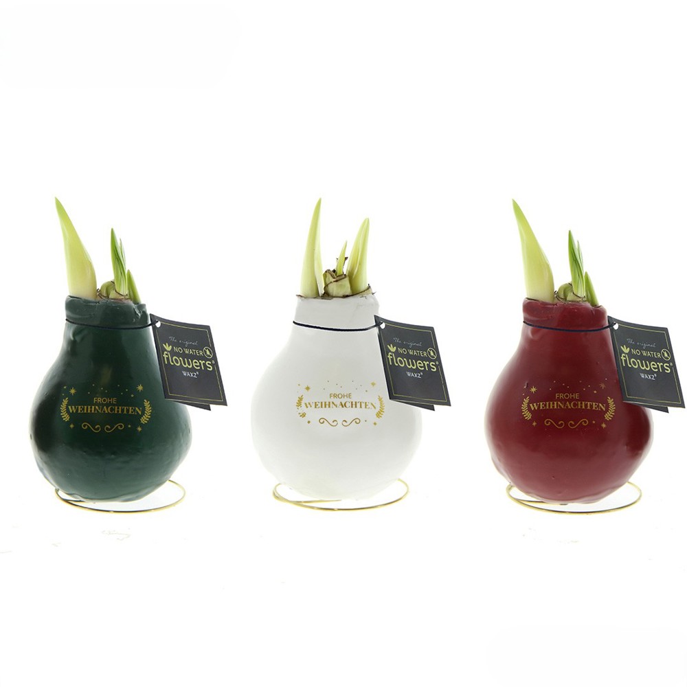 No Water Flowers® - Printz Frohe Weihnachten mix