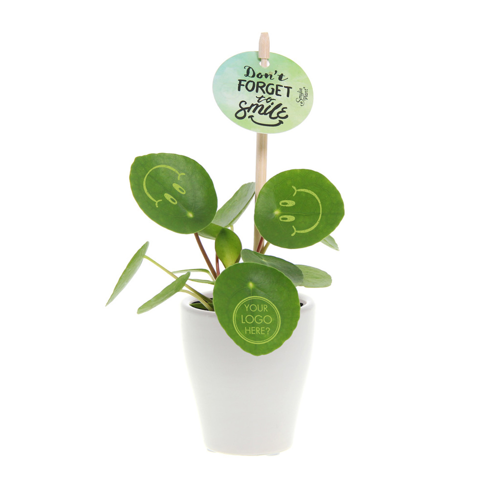 Smylieplant® - Happy in keramieke pot (small), In giftbox