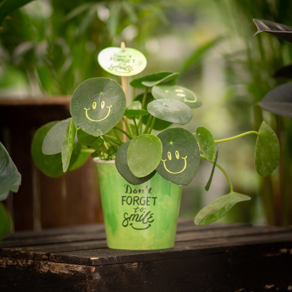 Smylieplant® - Happy in papercup (large), In beschermende plantensleeve