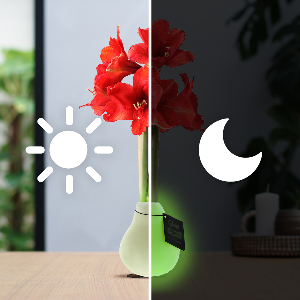 No Water Flowers® - Glowz, In luxury box