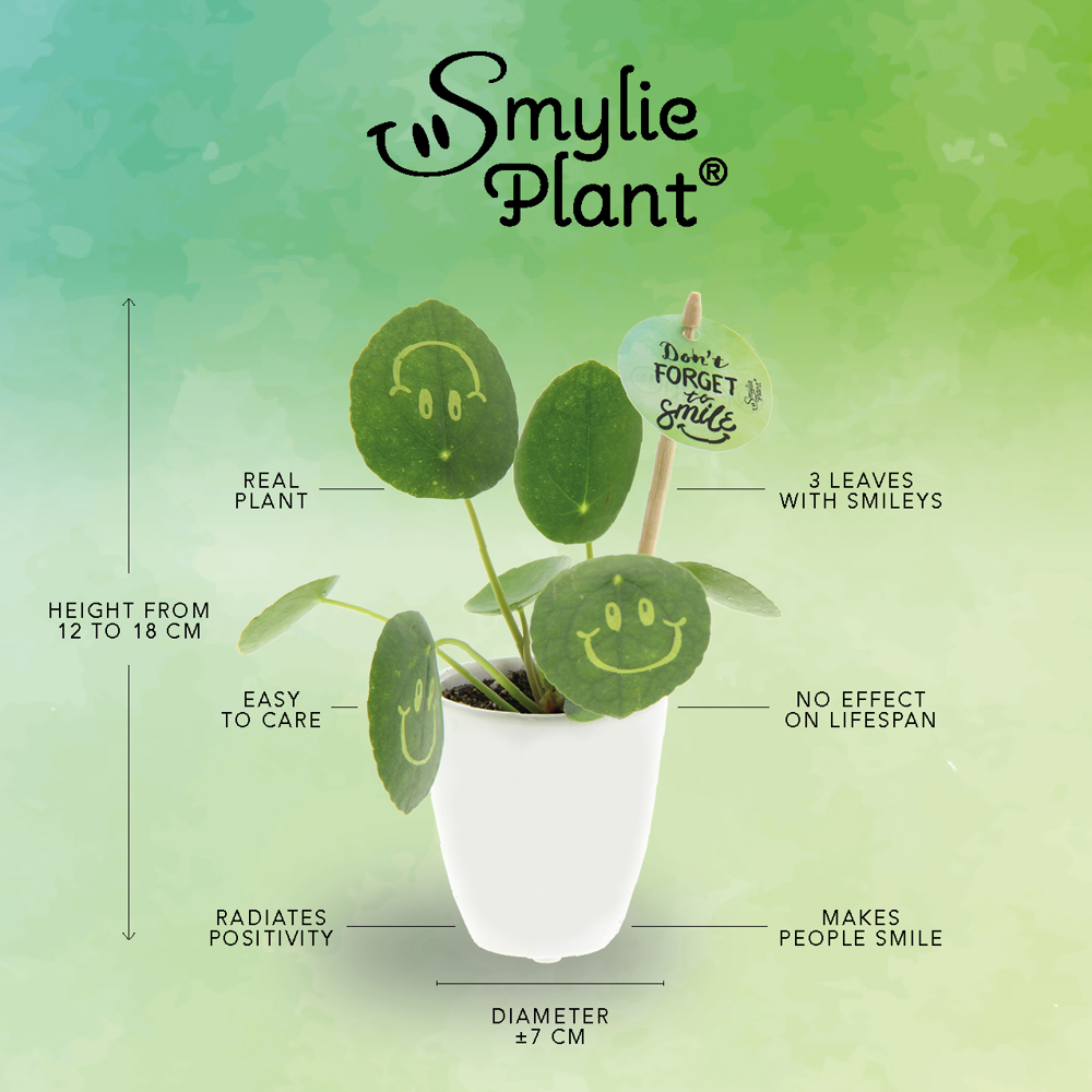 Smylieplant® - Happy in papercup (small), In giftbox