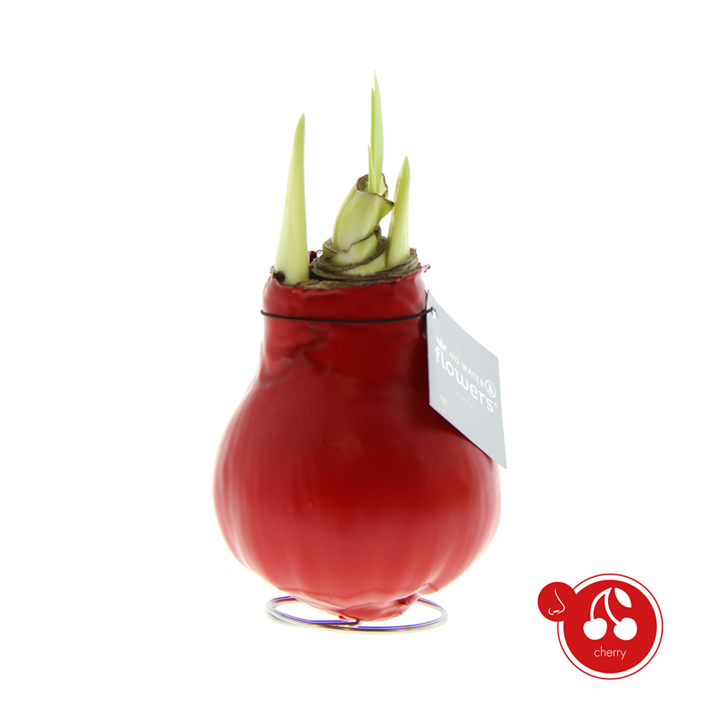 No Water Flowers® - Parfumz - Cherry (rood)