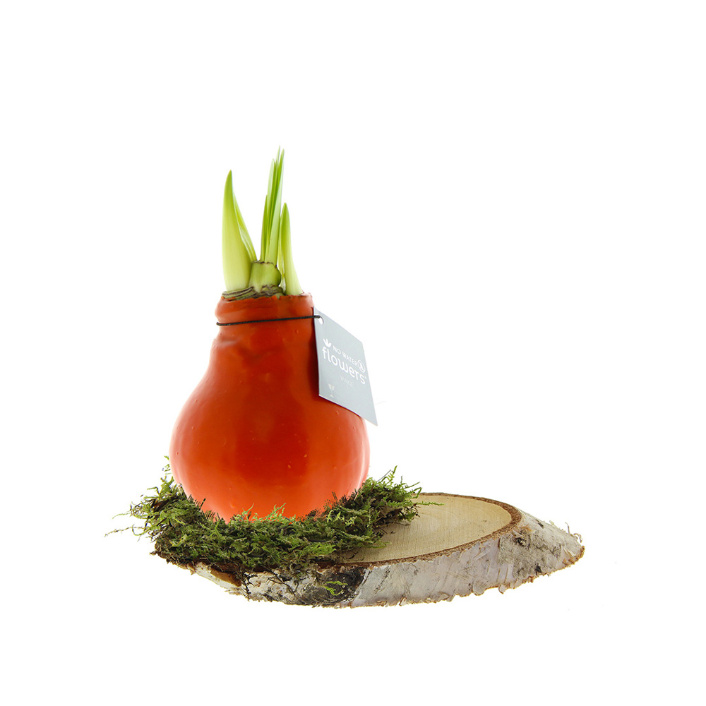No Water Flowers® - Waxz® on wood - oranje