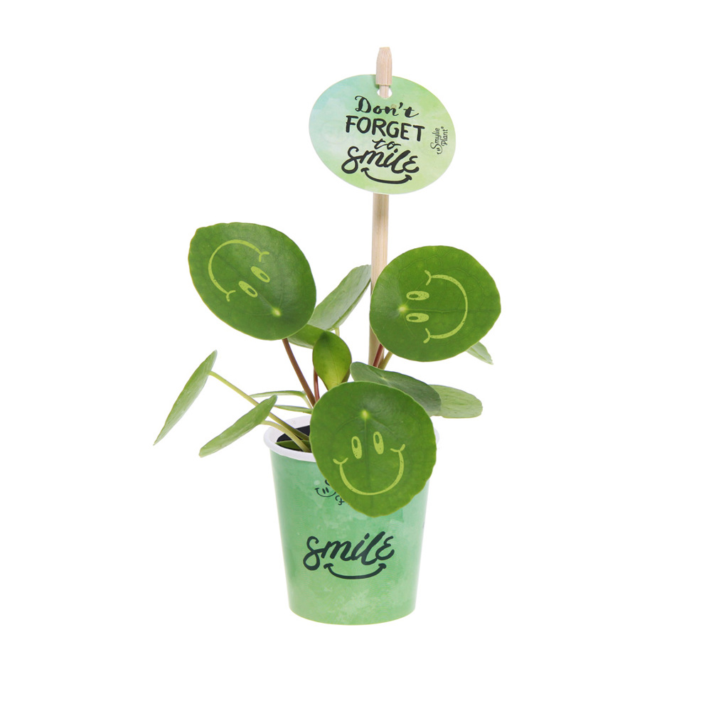 Smylieplant® - Happy in papercup (small)