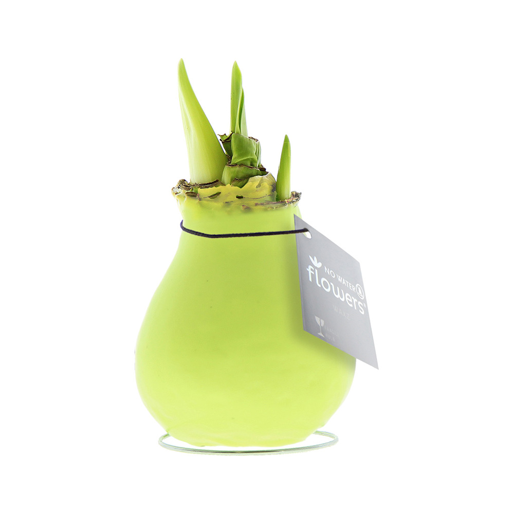 No Water Flowers® - Waxz® Colours - pastel groen