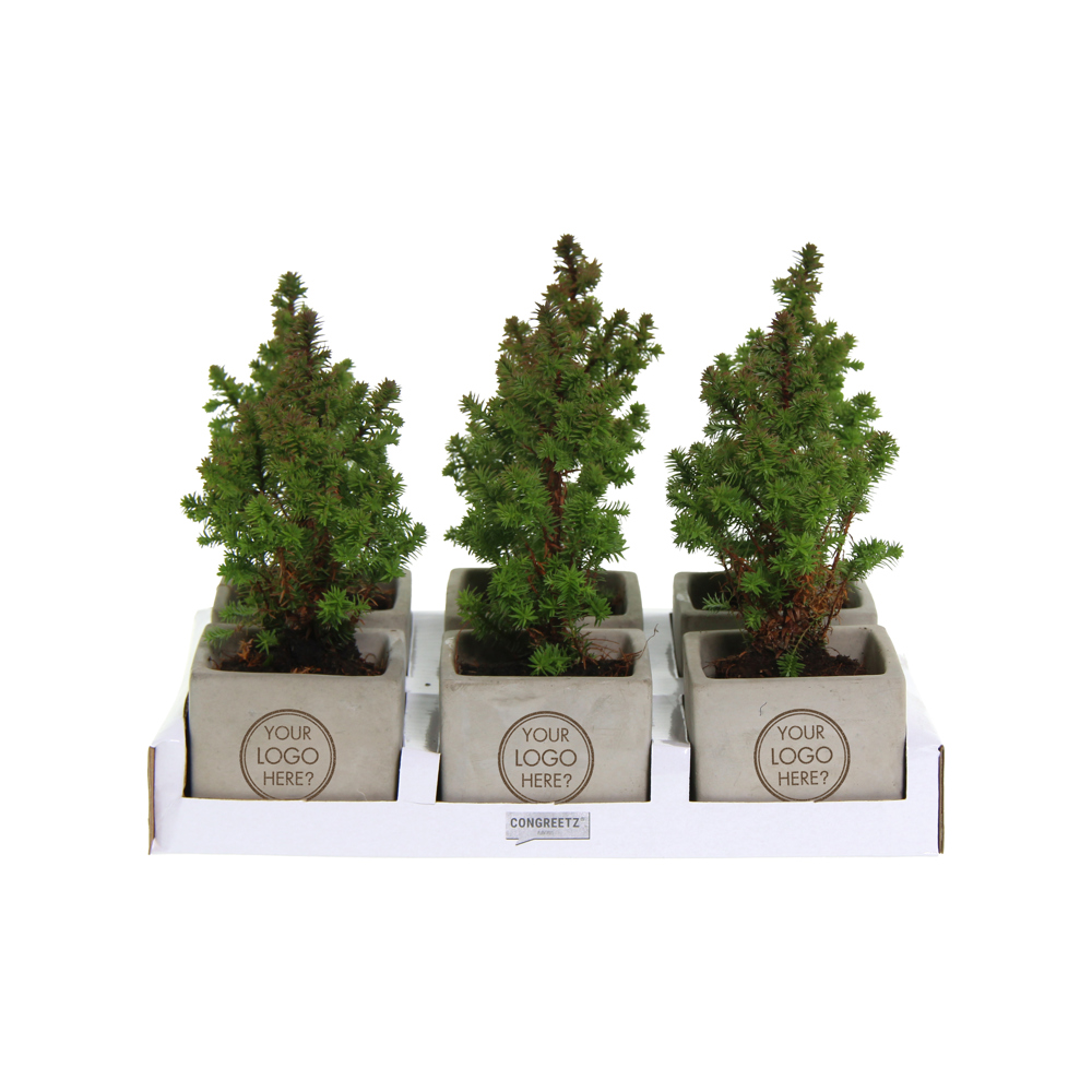 Congreet® plantpots small - Christmas edition, In giftbox