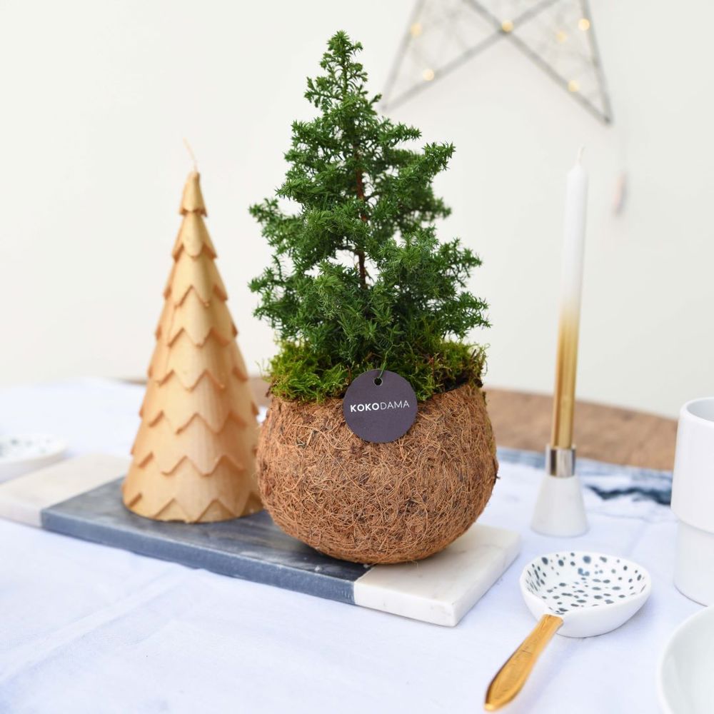Kokodama® - Christmas tree (S), Zonder verpakking