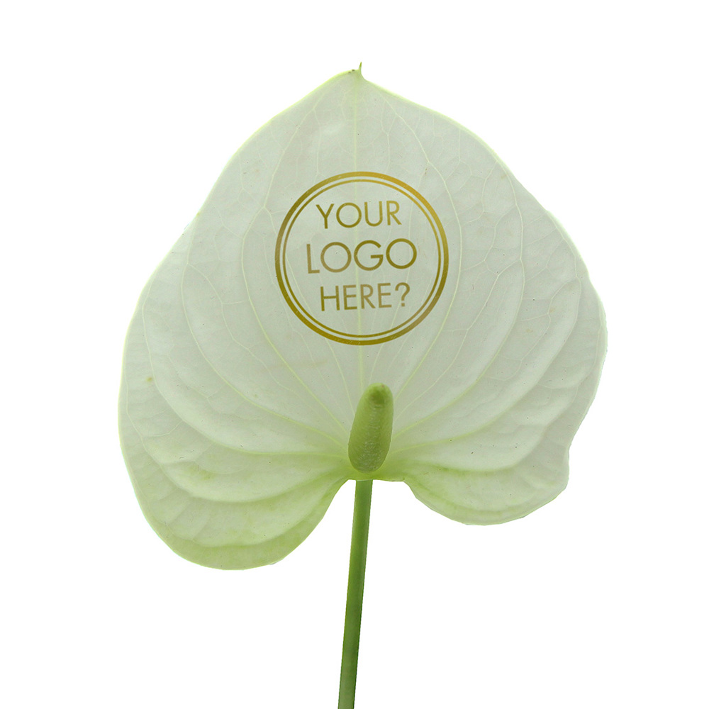 Message Printz® - Anthurium plant, In beschermende plantensleeve