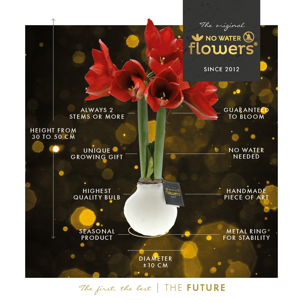 No Water Flowers® - Waxz® on golden dish, In cellofaan, Geel