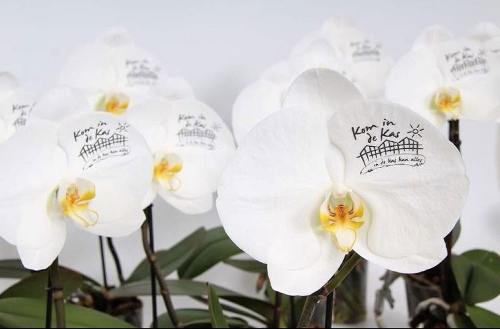 Message Printz® - Singolo Orchidee, In giftbox