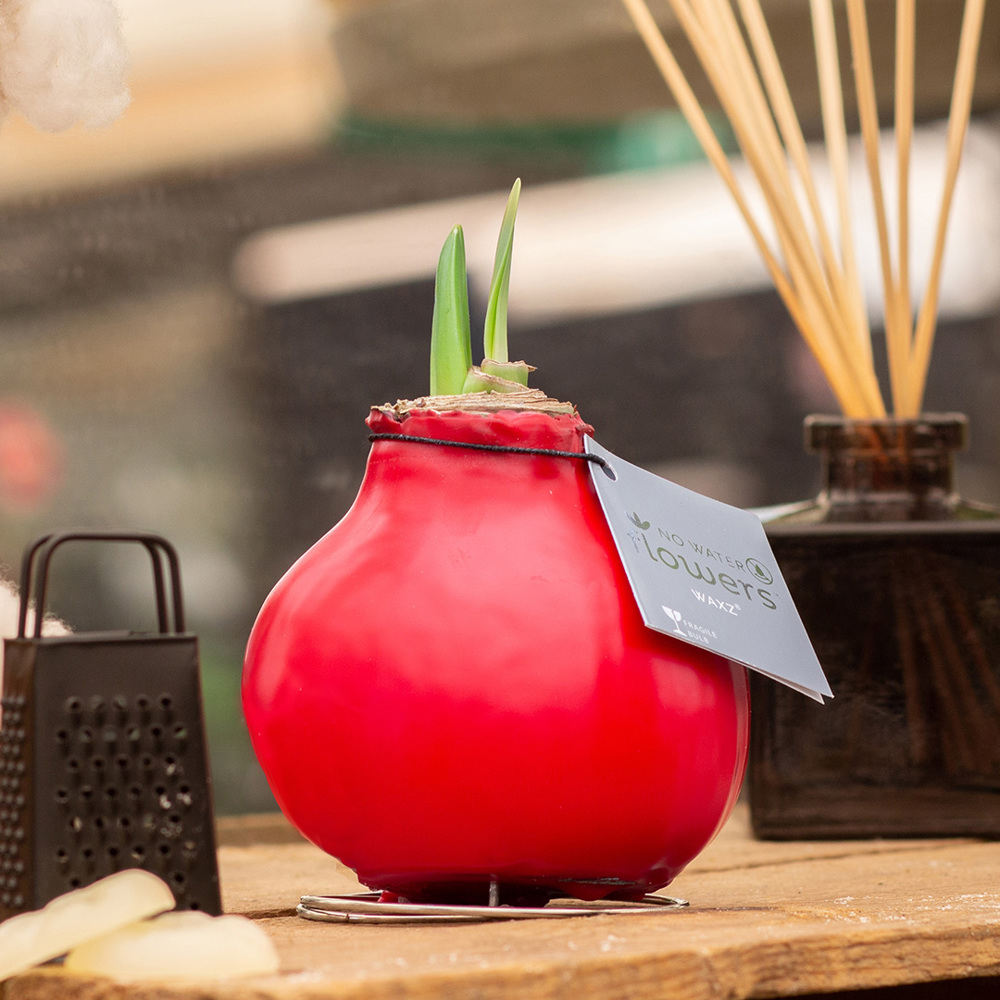 No Water Flowers® - Parfumz, In luxury box, Cherry (rood)