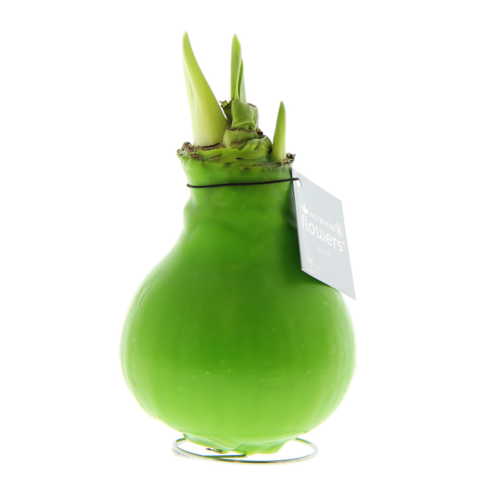 No Water Flowers® - Waxz® Colours - lichtgroen
