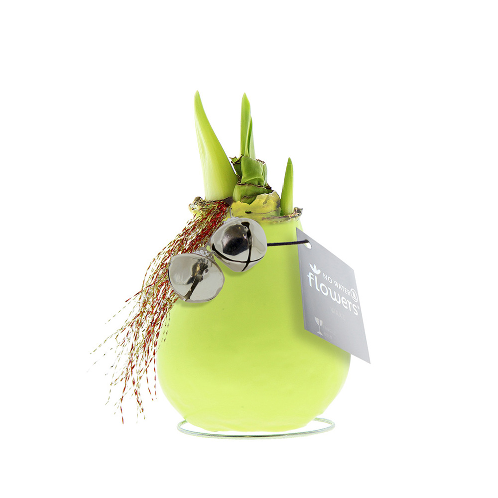 No Water Flowers® - Jingle Bellz - pastel groen