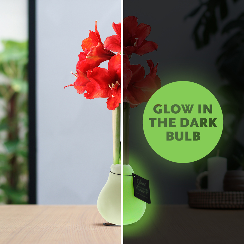 No Water Flowers® - Glowz, In luxury box