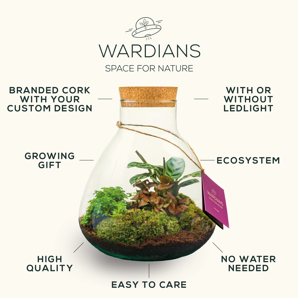 Wardians® Ecosystem - Erlenmeyer large + LED, Zonder verpakking