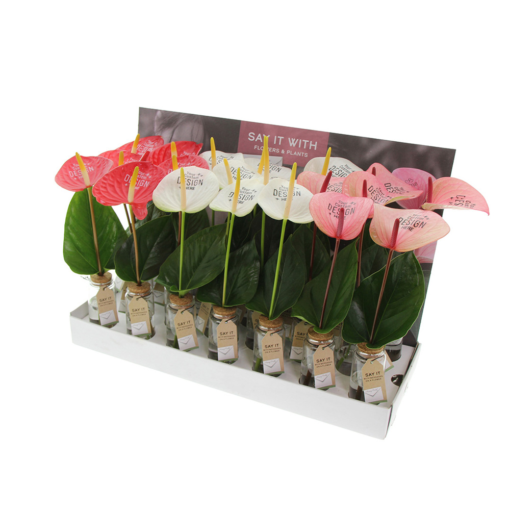 Message Printz® - Snijanthurium, In displaydoos