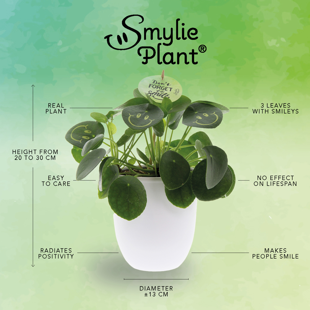 Smylieplant® - Happy in papercup (large), In beschermende plantensleeve