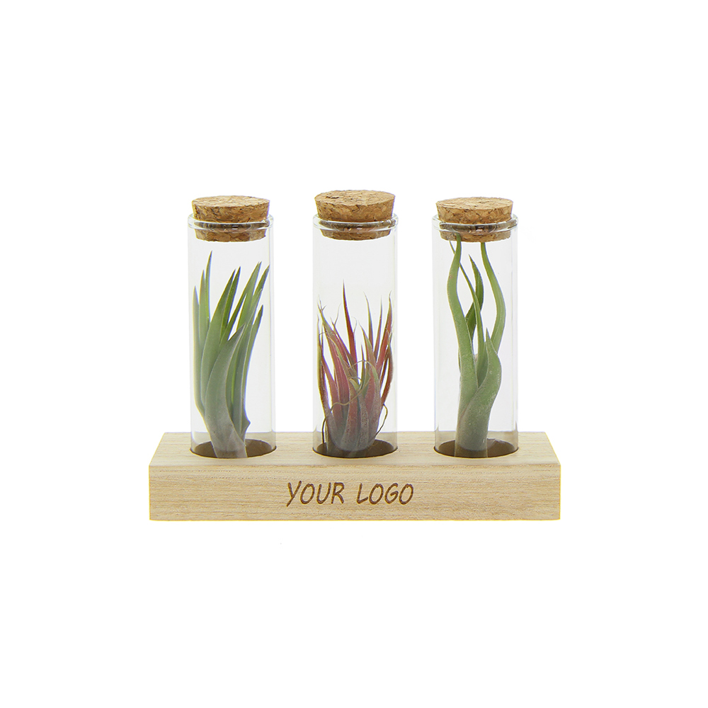 Airplant - Trio tube & wood