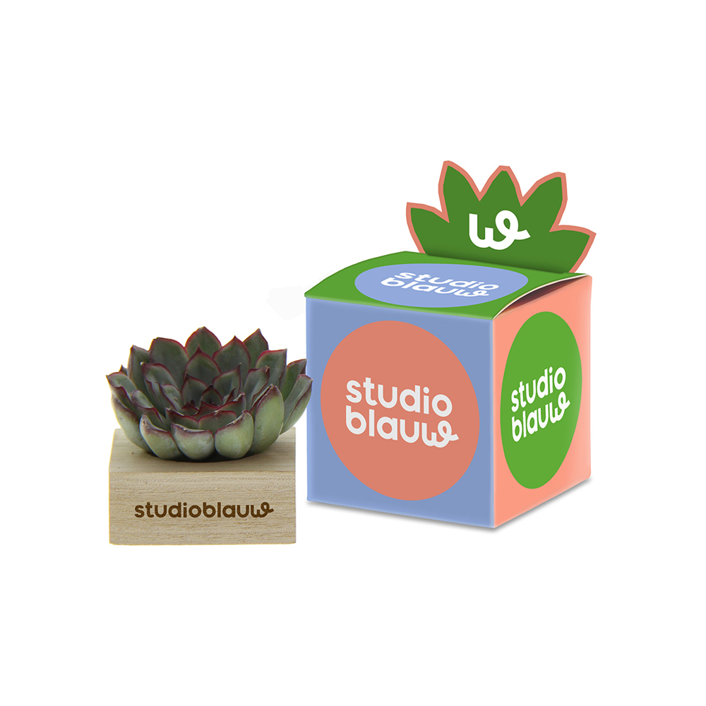 Tiny Treasurez® - Single wood in giftbox