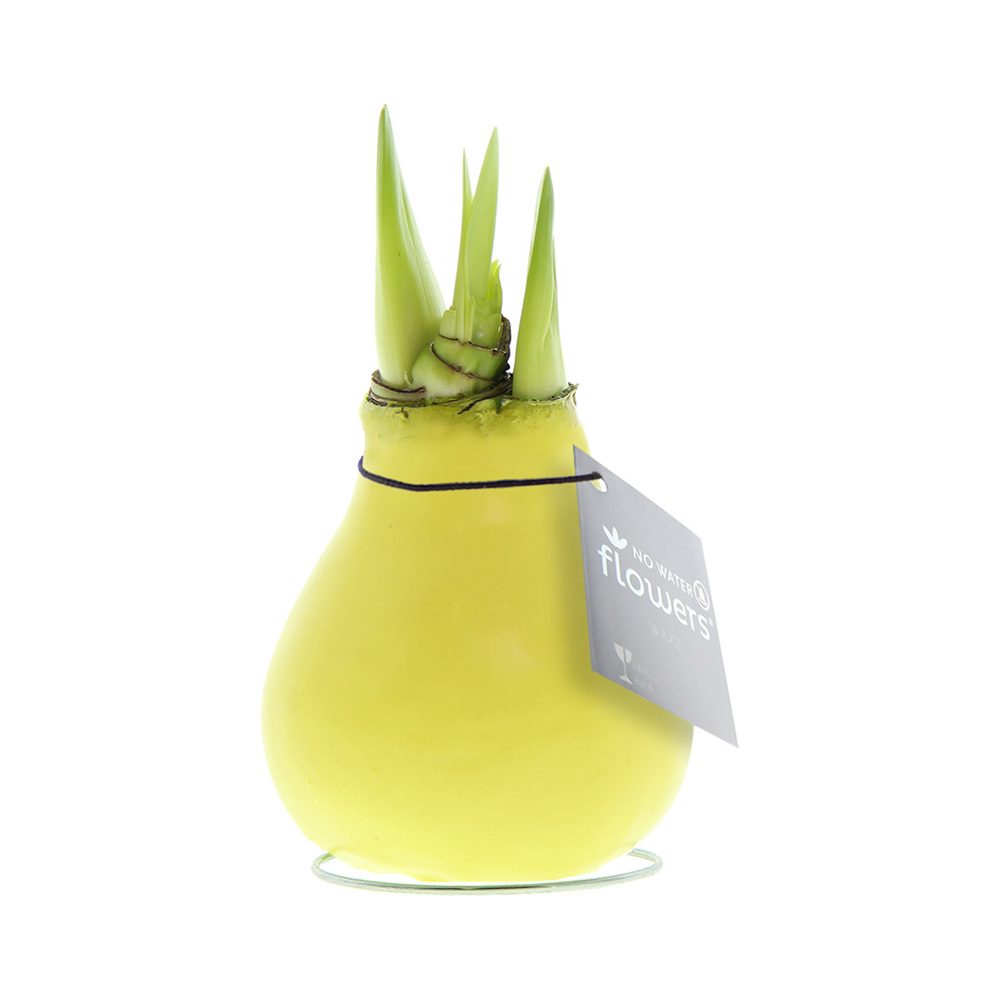 No Water Flowers® - Waxz® Colours - Pastel geel