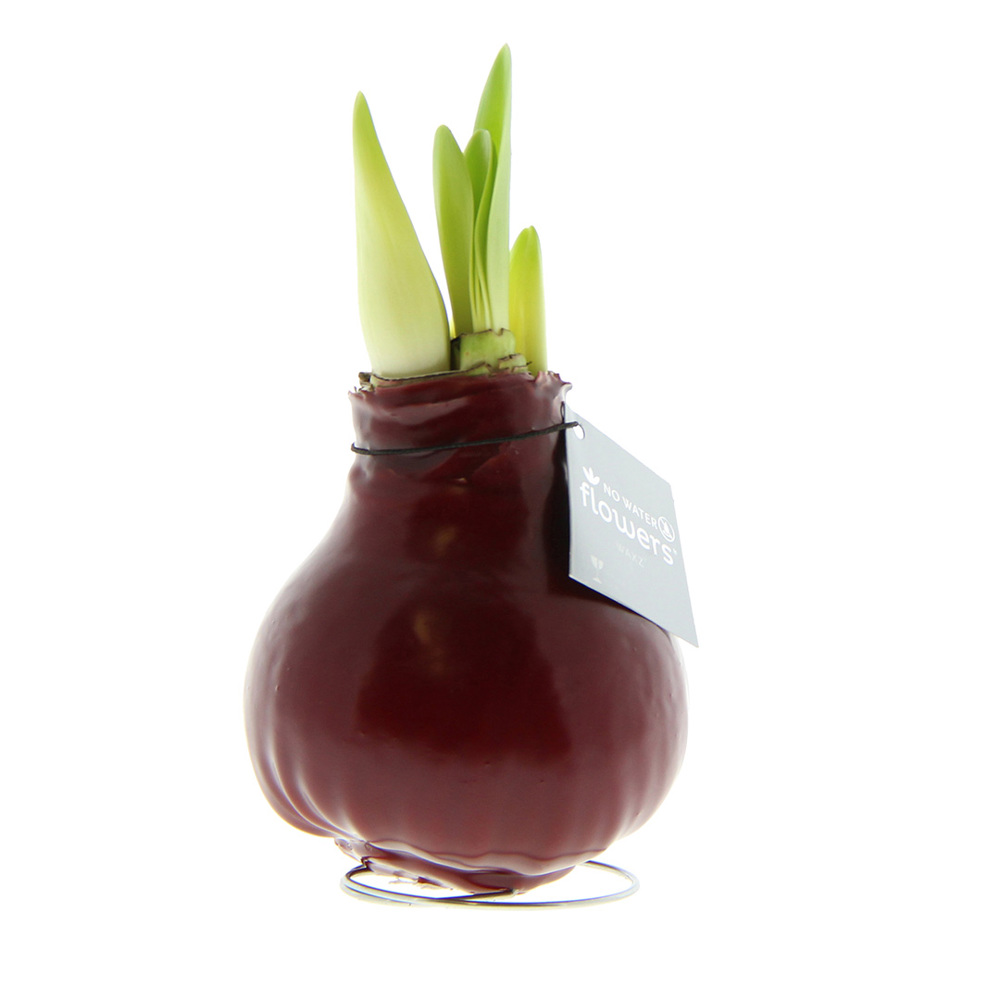 No Water Flowers® - Waxz® Colours - Bordeaux