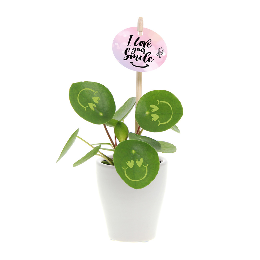 Smylieplant® - Love in keramieke pot (small)