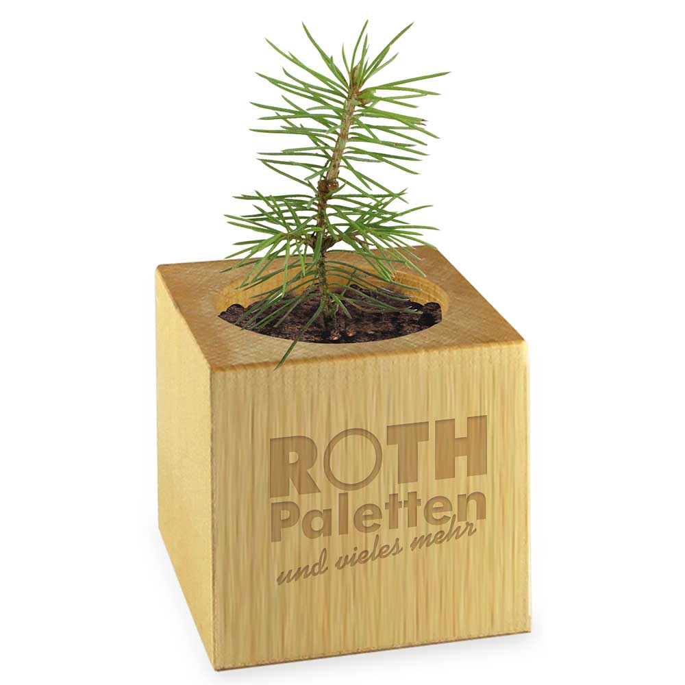 Houten plantenset Kerstmis - Hout