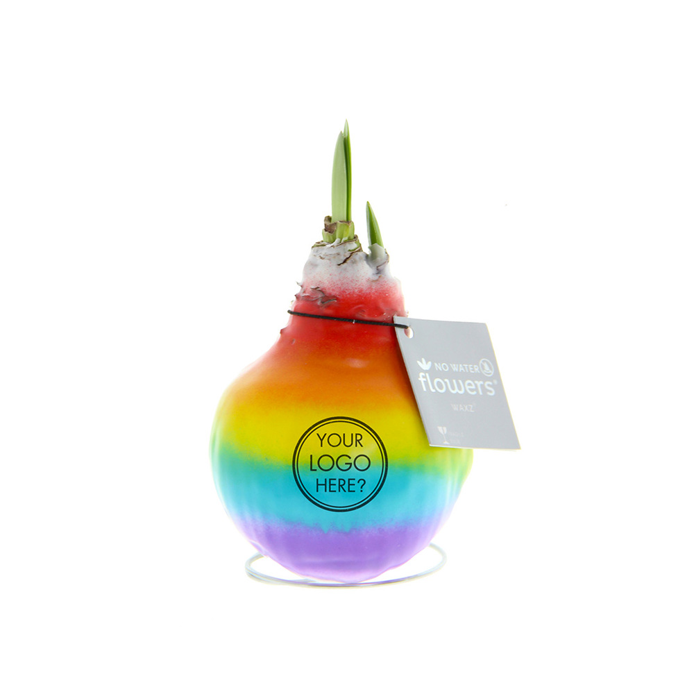 No Water Flowers® - Rainbow
