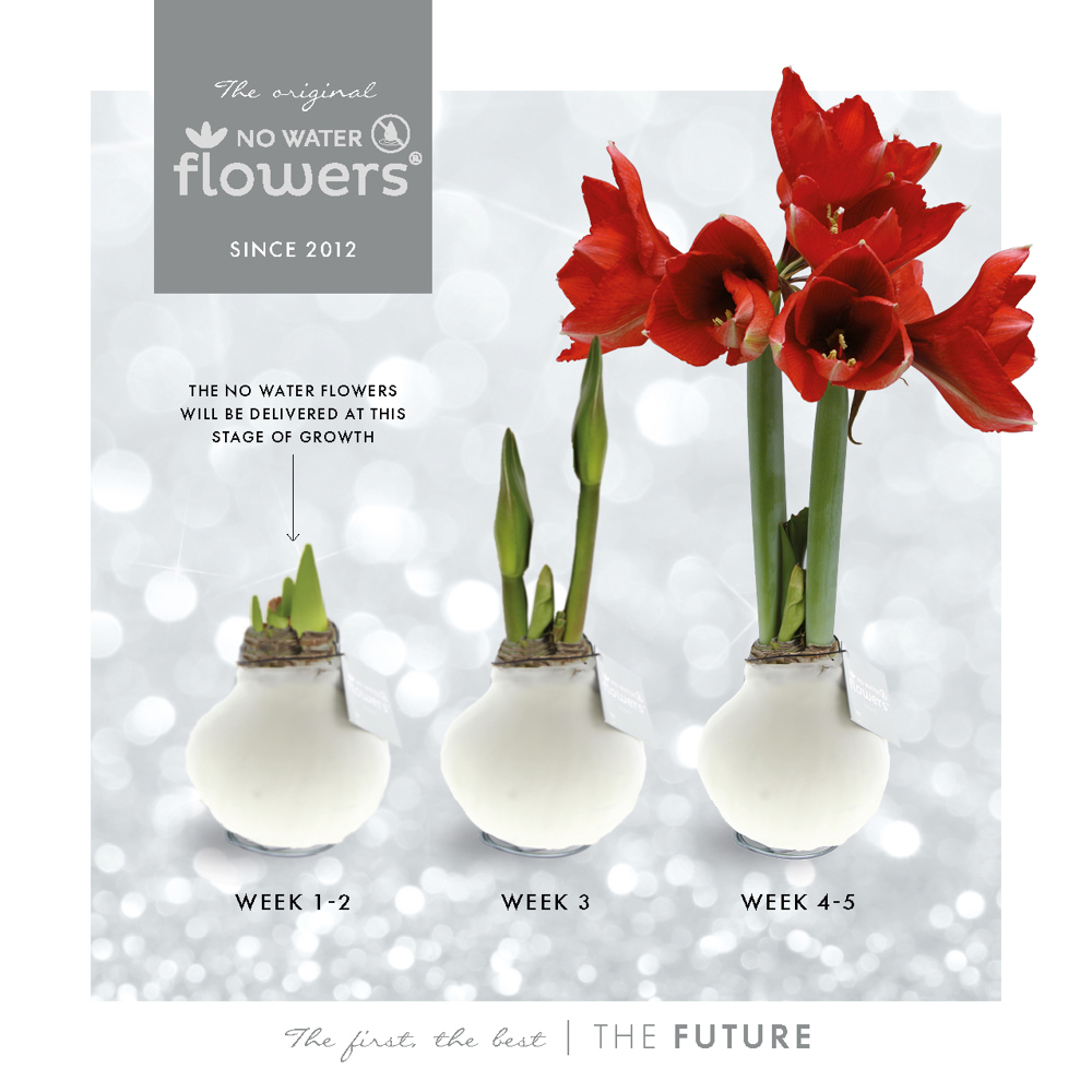 No Water Flowers® - Waxz® Colours, In giftbag, Pastel groen