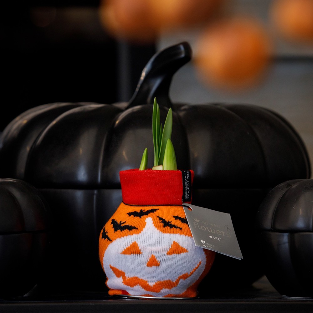 No Water Flowers® - Fashionz Halloween mix, In giftbox