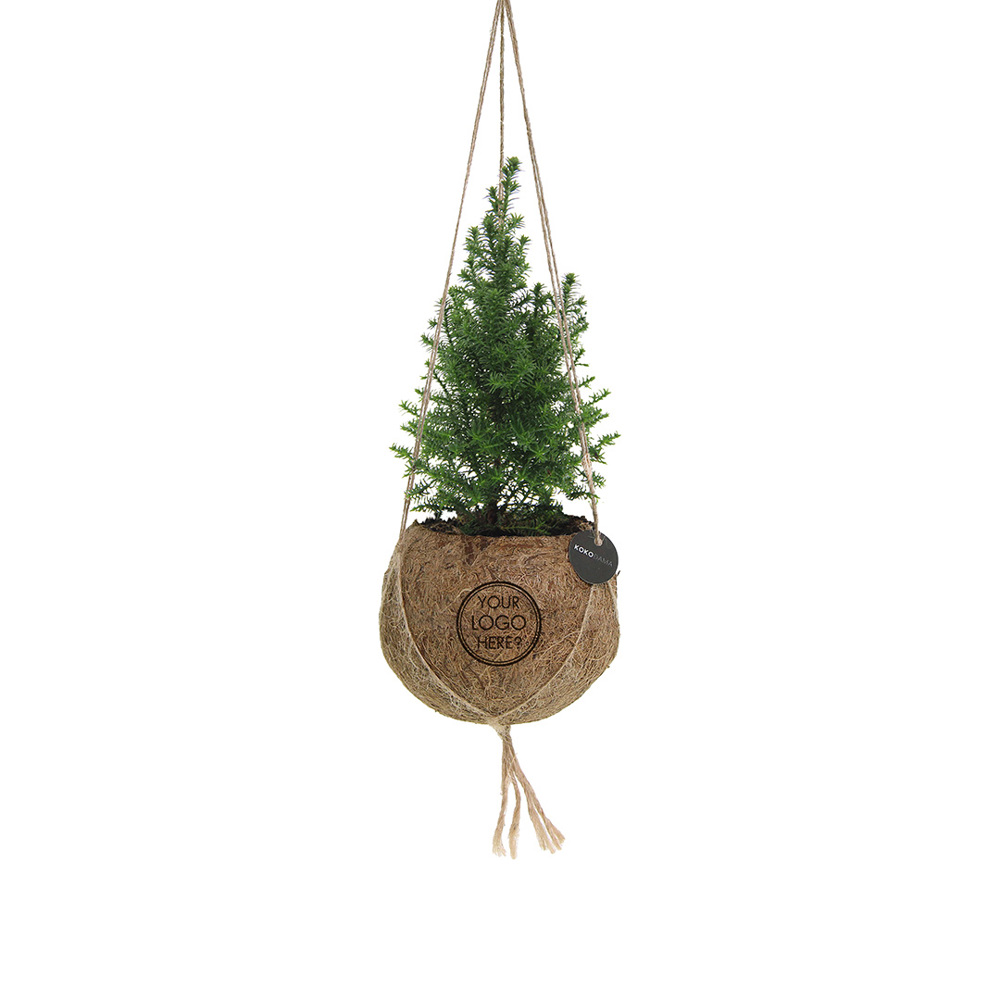 Kokodama® - Christmas tree (S), Zonder verpakking