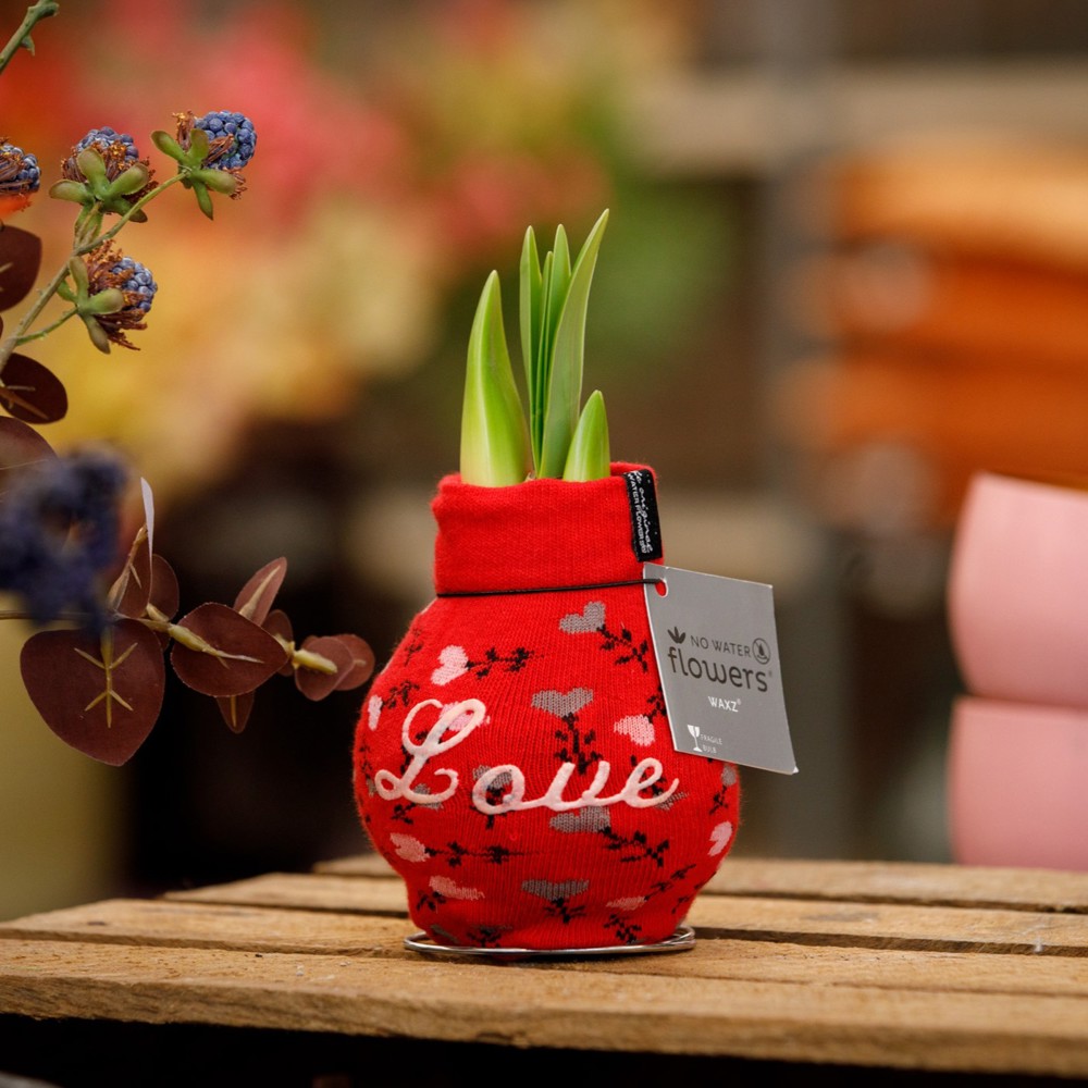 No Water Flowers® - Fashionz Love mix, In giftbox