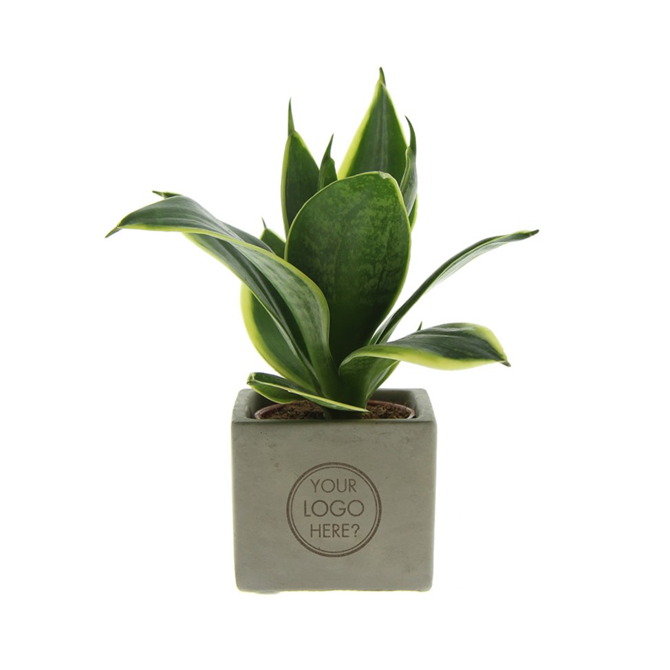 Congreet® plantpots small