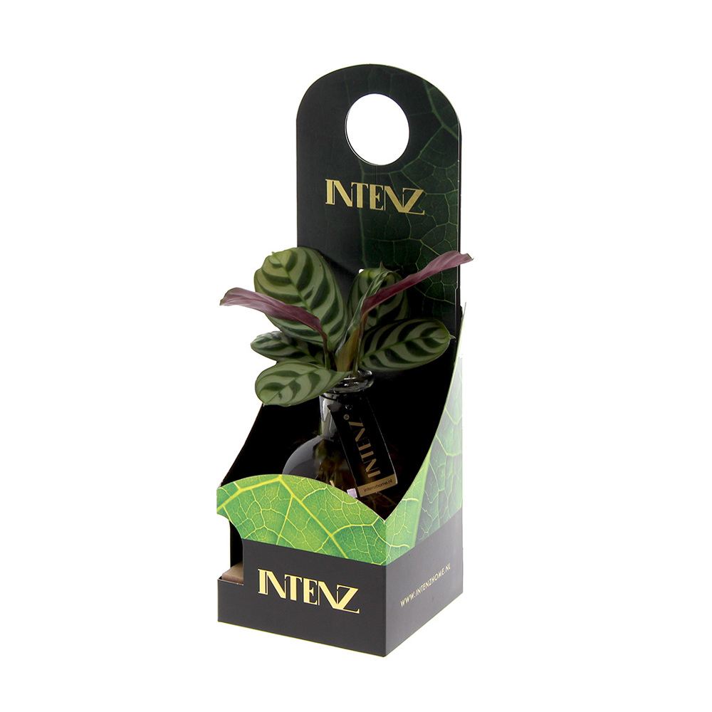 Hydroponic plants - Light plant in giftbox