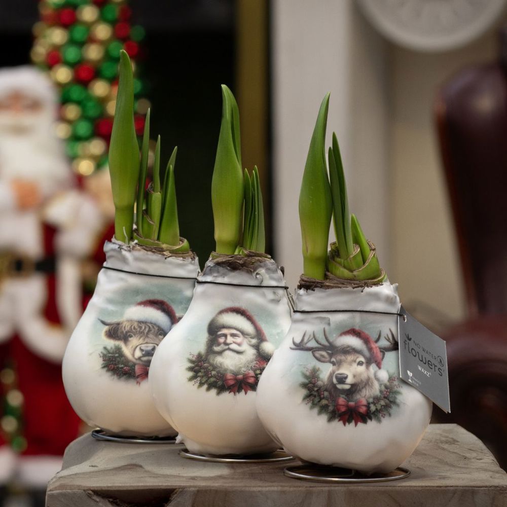 No Water Flowers® - Craftz Santa & Friends mix, In luxury box