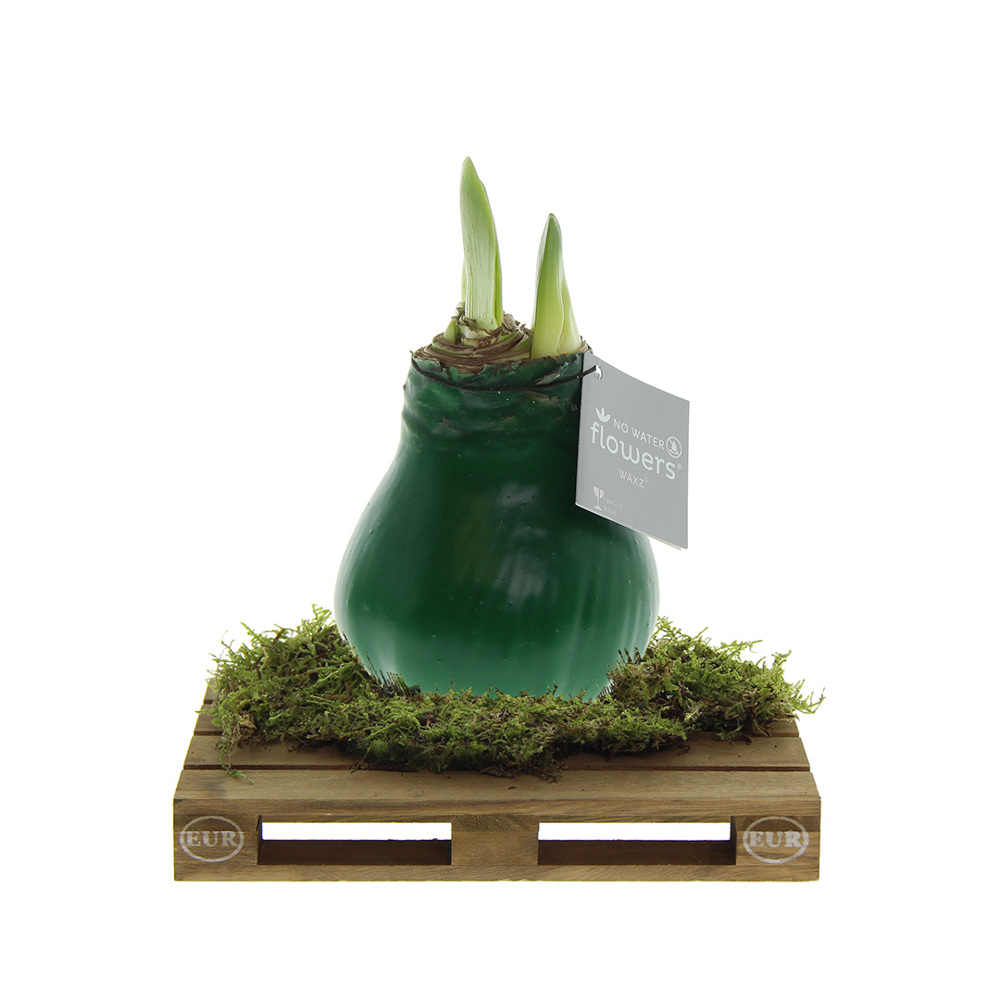 No Water Flowers® - Waxz® on pallet - donkergroen