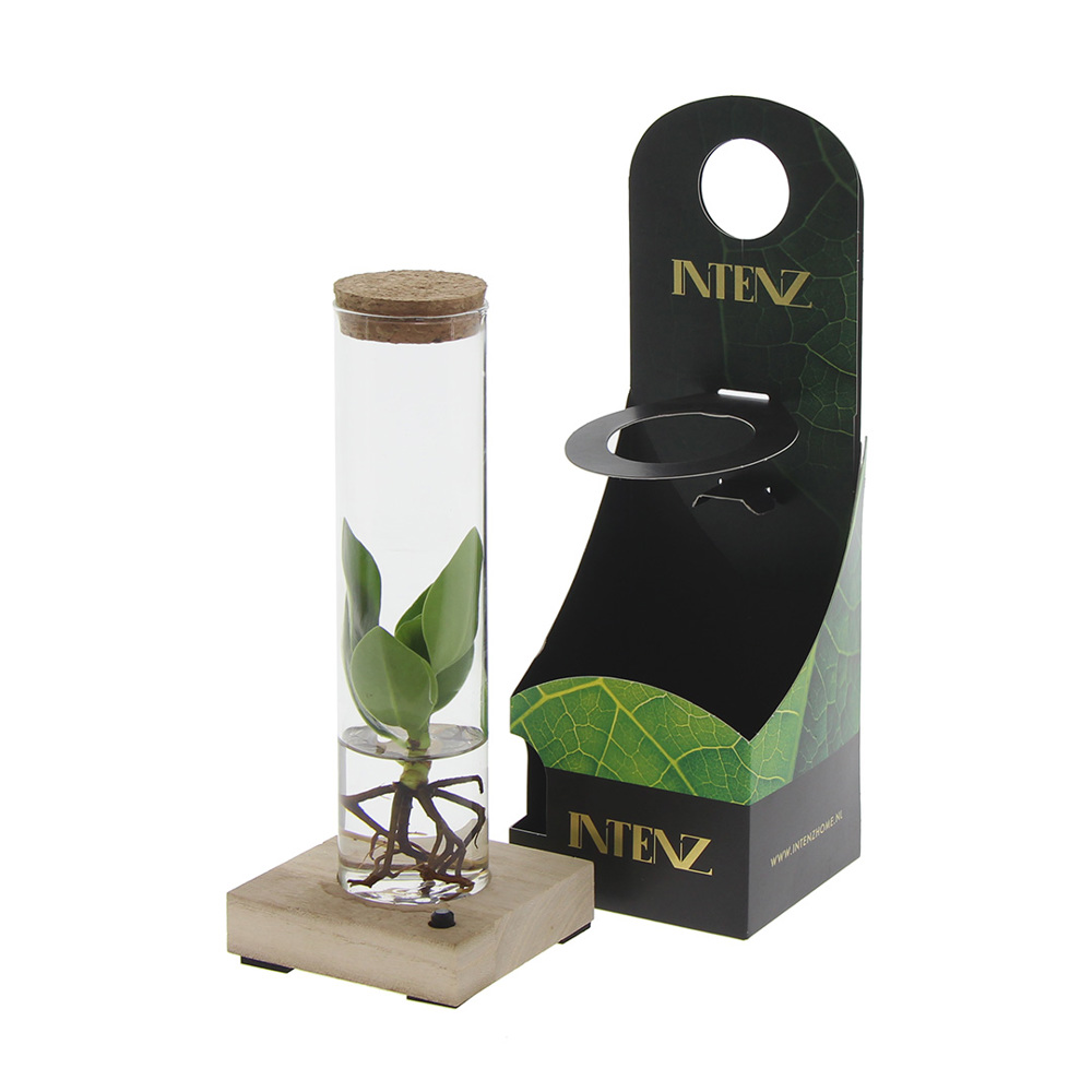 Hydroponic plants - Light bottle in giftbox