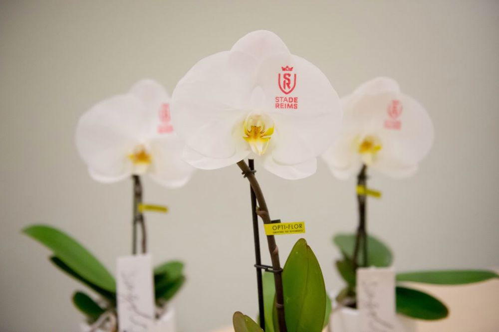 Message Printz® - Singolo Orchidee, In giftbox