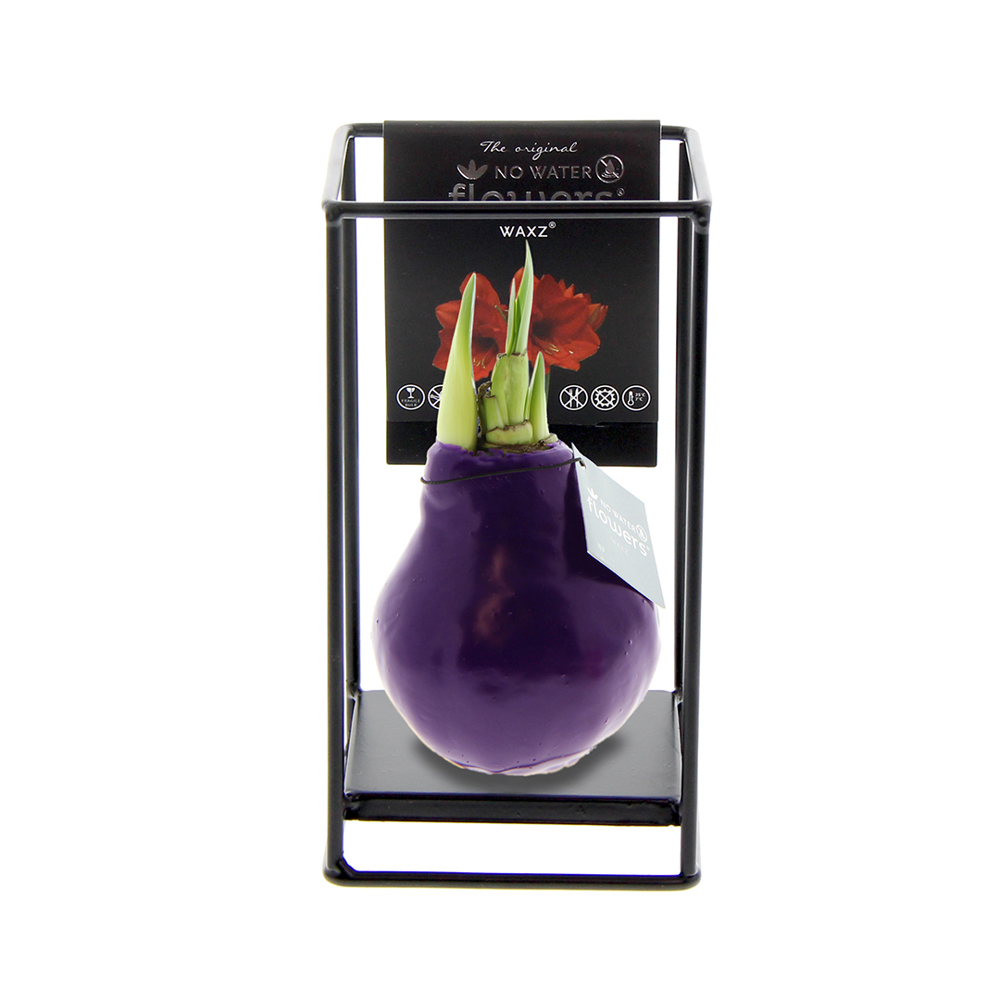 No Water Flowers® - Formz industrial - Paars