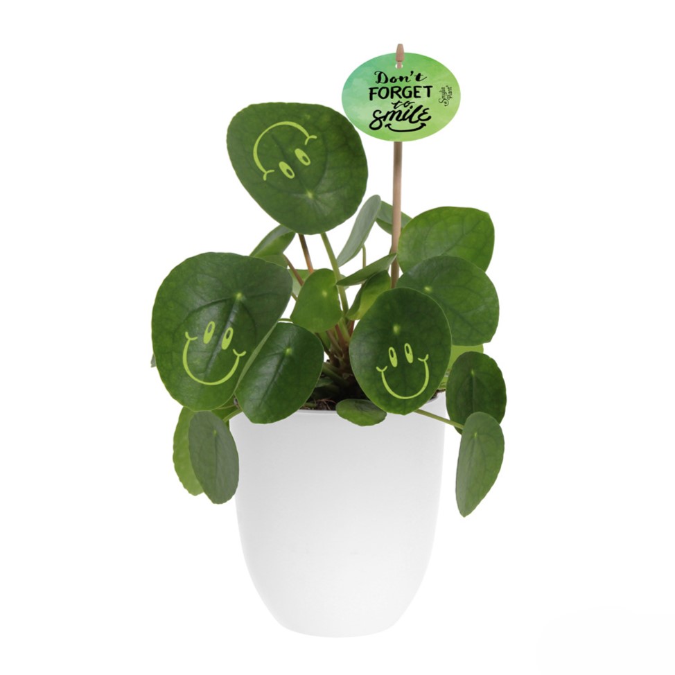 Smylieplant® - Happy in keramieke pot (large)
