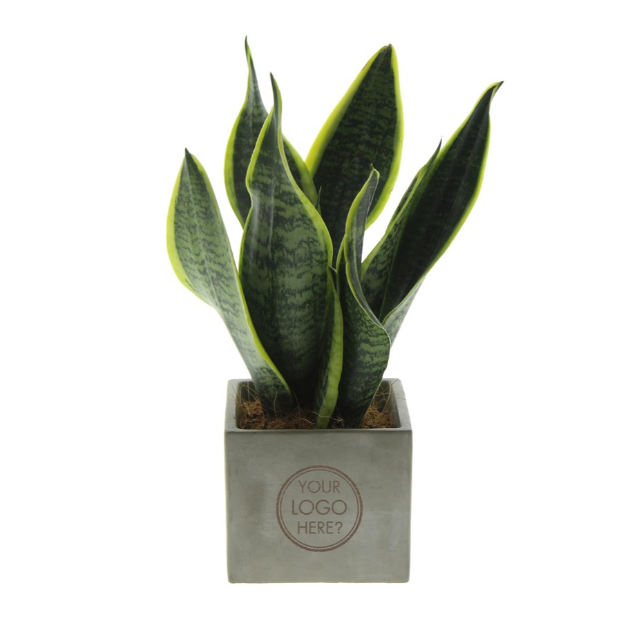 Congreet® plantpots large