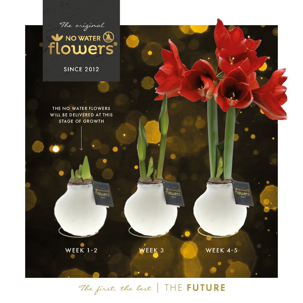 No Water Flowers® - Waxz® on golden dish, In cellofaan, Geel