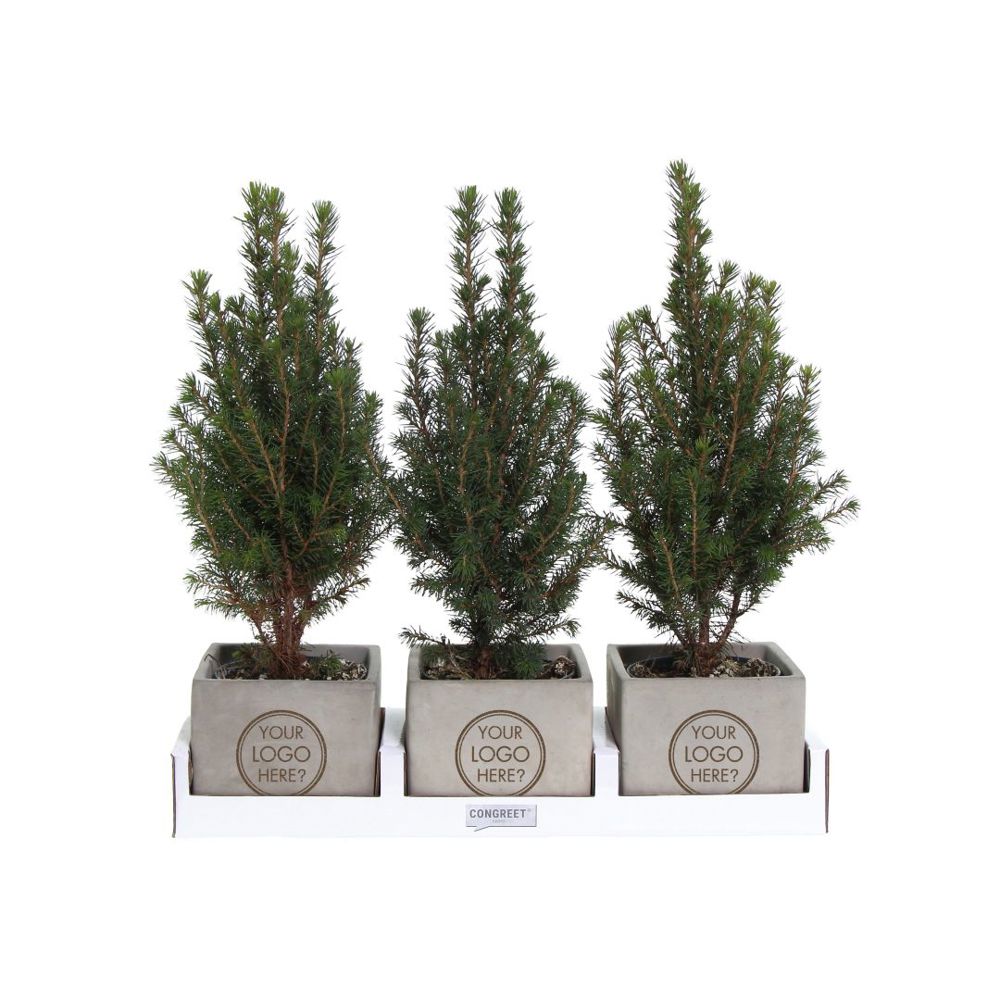 Congreet® plantpots large - Christmas edition, Zonder verpakking