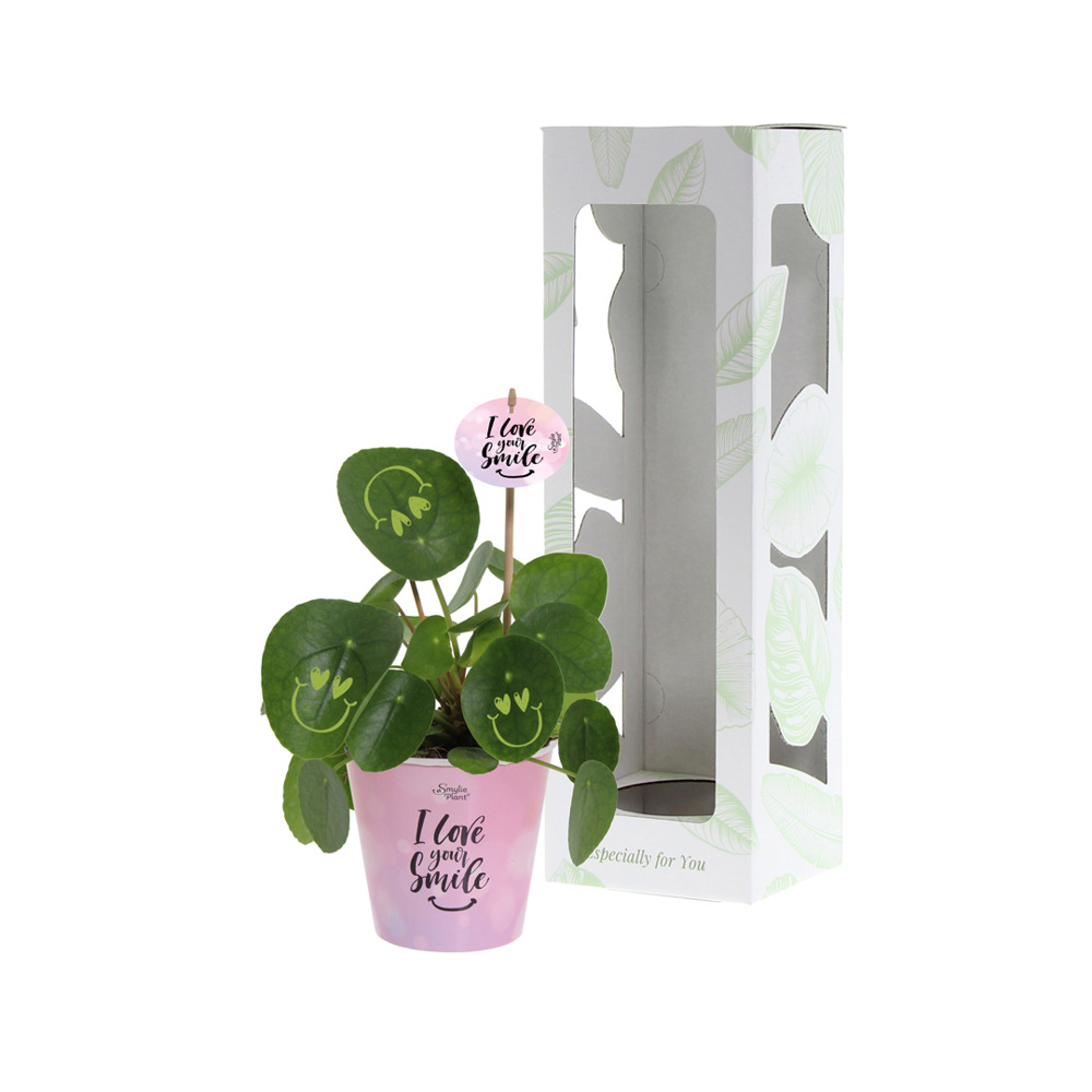 Smylieplant® - Love in papercup (large), In giftbox
